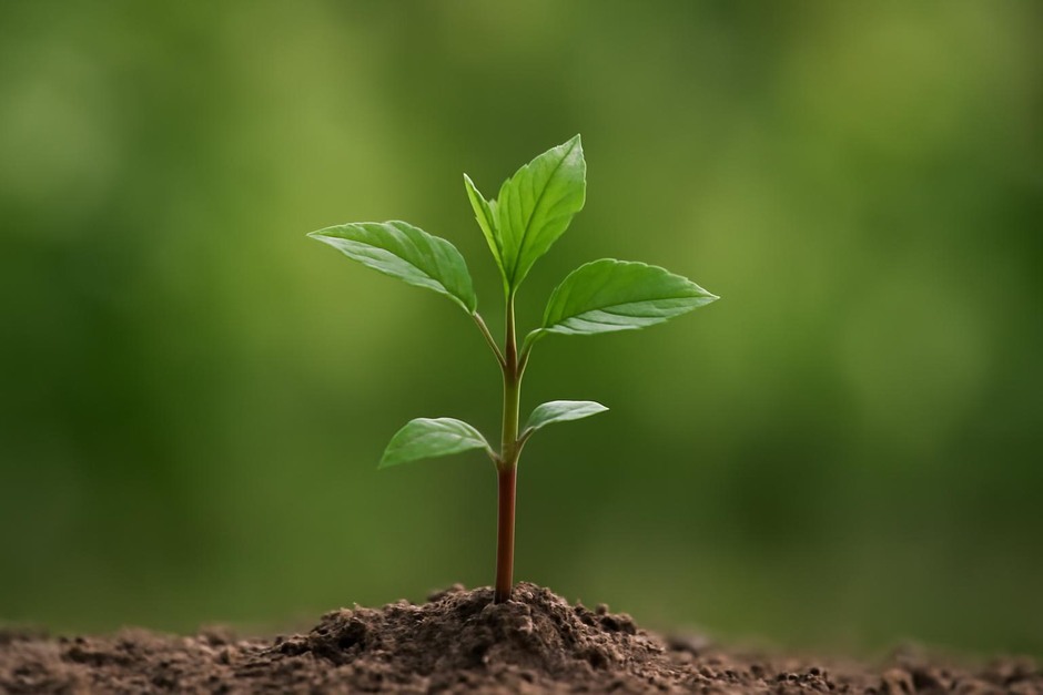 A small plant in sharp focus against a soft, blurred green background
